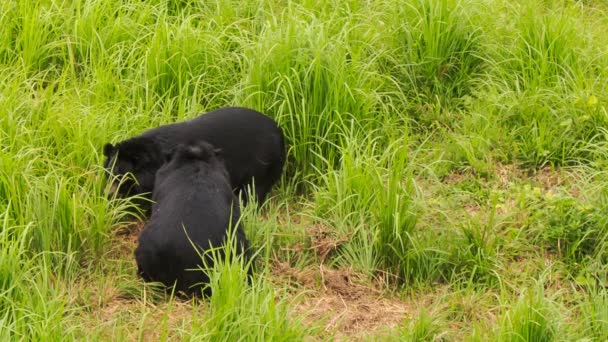 Black bears  play on green grass — Stock Video