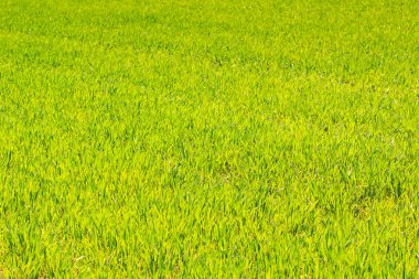 Kış buğday yeşil alan