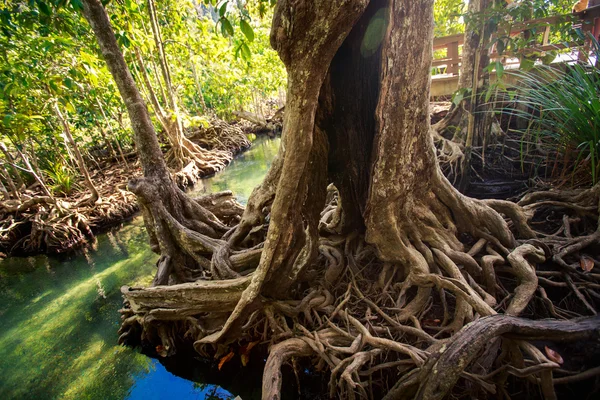 Árboles de manglar raíces entrelazadas —  Fotos de Stock