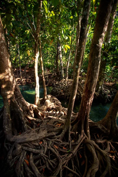 Árboles de manglar raíces entrelazadas —  Fotos de Stock