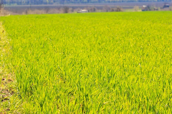 Campo verde de trigo —  Fotos de Stock