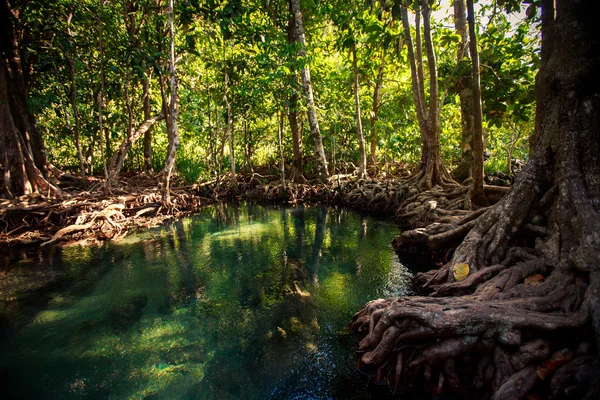 Reflejo de los manglares —  Fotos de Stock