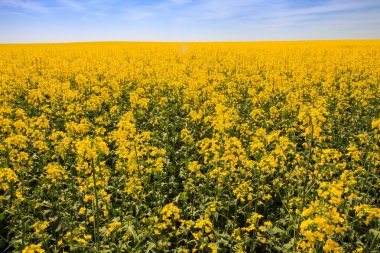 çiçeği upto ufuk alanında sarı kolza tohumu