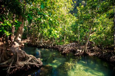 mangrov ağaçlar kökleri