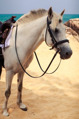 beyaz at koşum takımı ile