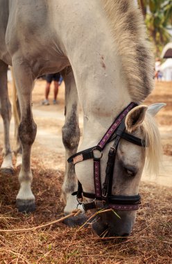beyaz at koşum takımı ile