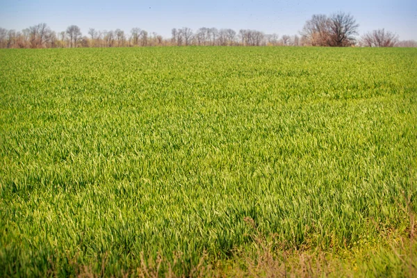 Бескрайнее зеленое пшеничное поле — стоковое фото