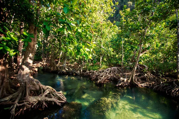 Raíces de manglares —  Fotos de Stock
