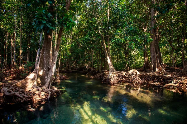 Río entre manglares —  Fotos de Stock