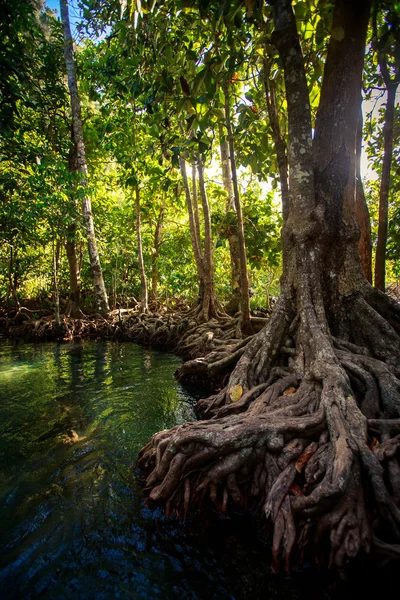 Troncos de manglar grandes —  Fotos de Stock