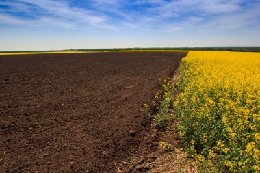 Sarı kolza alan çiçek