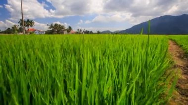 Vietnamca pirinç alan