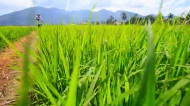 yeşil alan kamera ile olgun adam