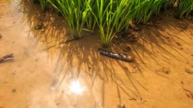 Pirinç alan sulama kanalı