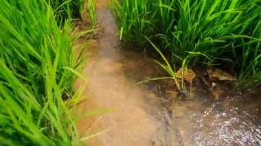 Pirinç alan sulama kanalı