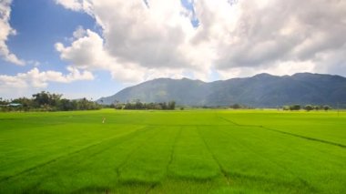 Vietnamca pirinç alan