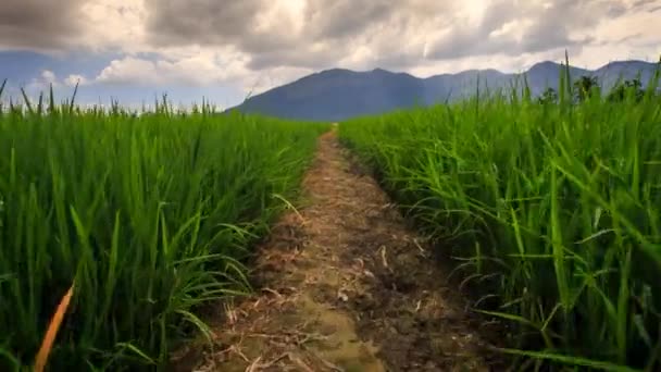 Vietnamské rýžové pole — Stock video