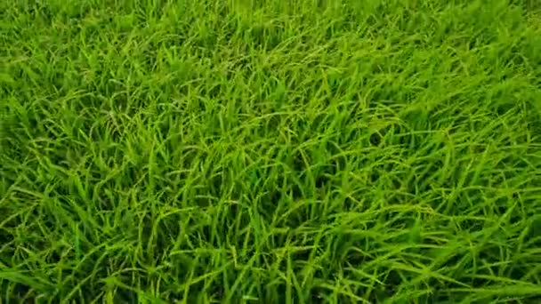 Campo de arroz vietnamita — Vídeos de Stock