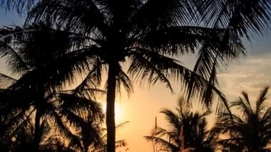 tropik avuç içi ağaçlar