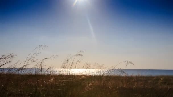 Hierbas sobre la playa del atardecer — Vídeos de Stock