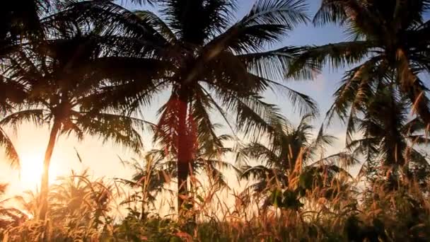 Drzewa tropikalne palmy — Wideo stockowe