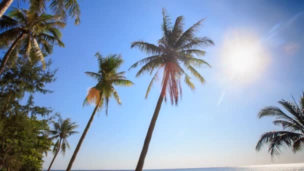 Palmas contra o sol brilhante e céu — Vídeo de Stock