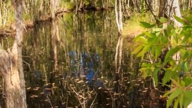 küçük gölet ağaçların yansıması