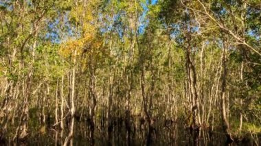 küçük gölet ağaçların yansıması