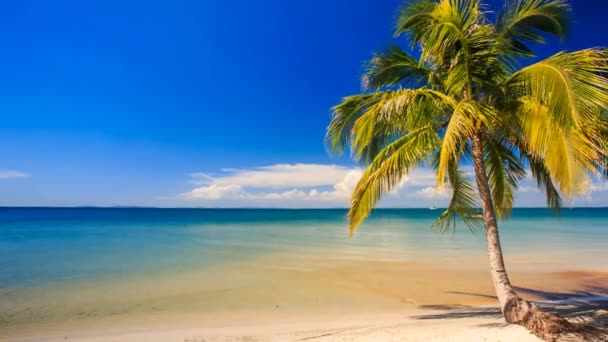 Gars en scooter sur la plage tropicale — Video