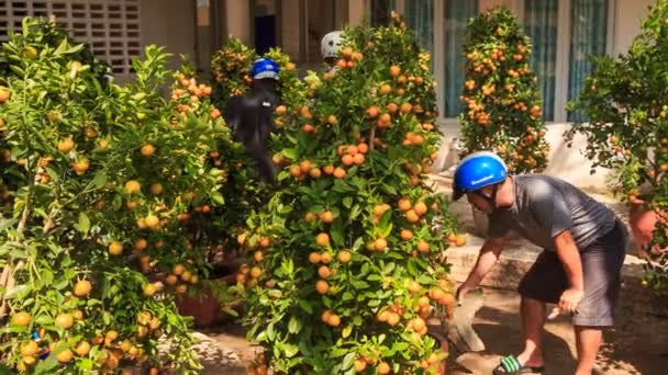 Män valde tangerine träd i kruka — Stockvideo