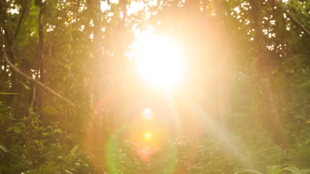 Rayo de luz solar en parque tropical — Vídeos de Stock