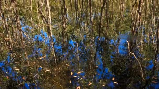 Bomen en hemel weerspiegeling in water — Stockvideo