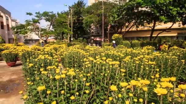 Hombre trabajando en plantación de flores de crisantemo — Vídeos de Stock