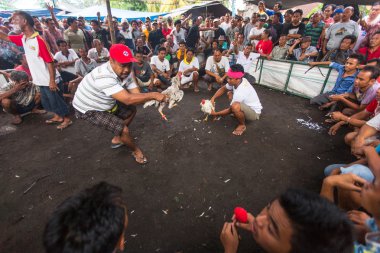 Bali geleneksel horoz dövüşü yarışması