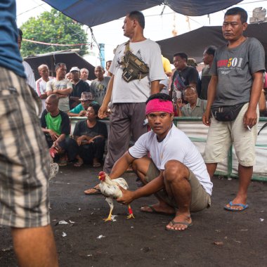 Bali geleneksel horoz dövüşü yarışması