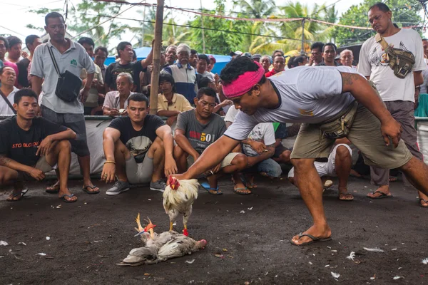 巴厘岛传统斗鸡比赛 — 图库照片