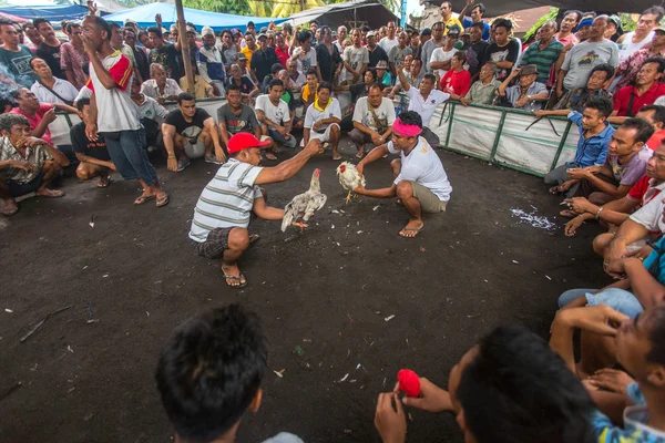 Balinese traditionele gevechten hanengevechten competitie — Stockfoto