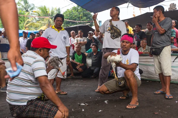 Bali geleneksel horoz dövüşü yarışması — Stok fotoğraf