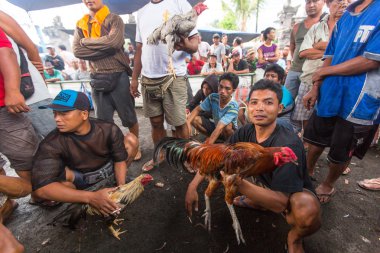 İnsanlar geleneksel horoz dövüşü yarışma sırasında