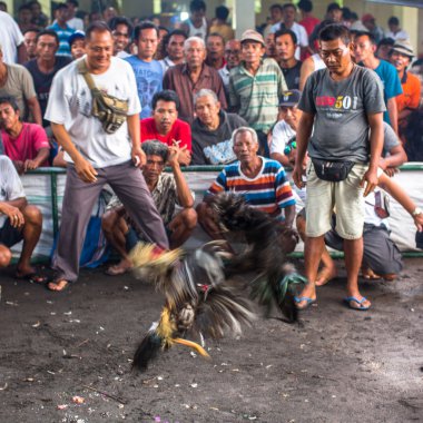 İnsanlar geleneksel horoz dövüşü yarışma sırasında