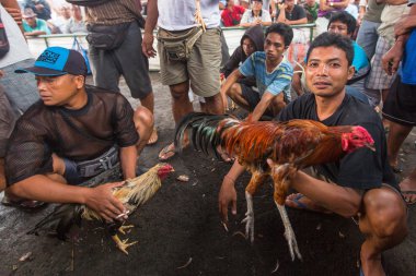İnsanlar geleneksel horoz dövüşü yarışma sırasında