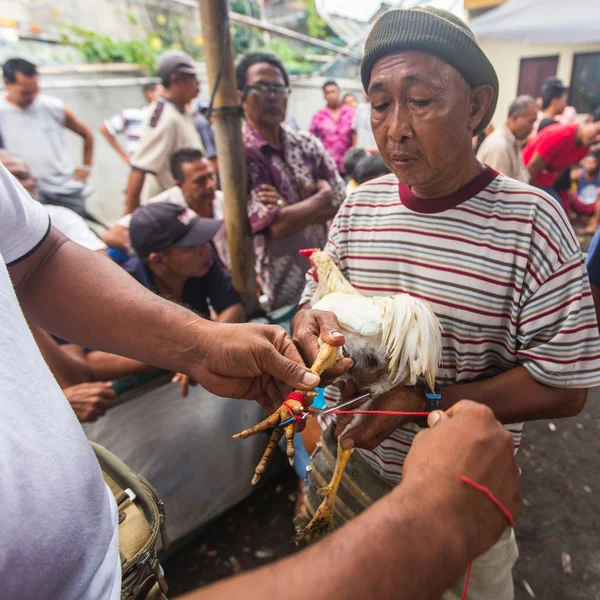 Pessoas durante a competição tradicional de luta de galos — Fotografia de Stock