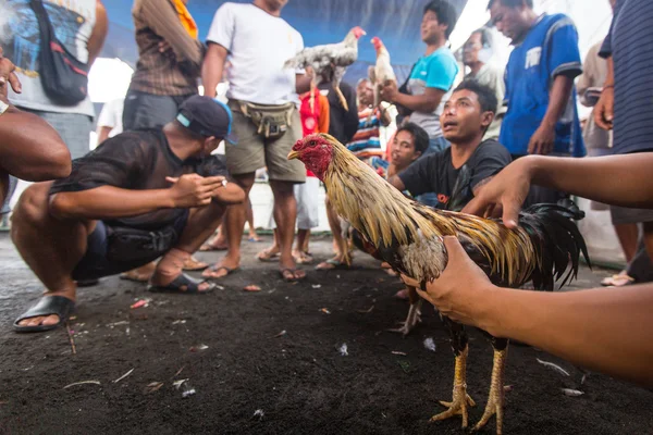 La gente durante la competencia tradicional de lucha contra gallos — Foto de Stock