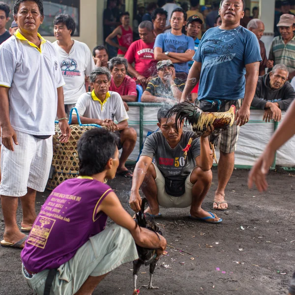 Locales durante peleas de gallos tradicionales —  Fotos de Stock