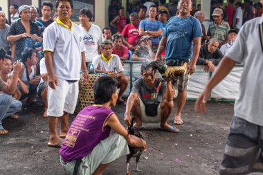 Yerliler sırasında geleneksel horoz dövüşü