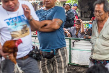 Yerliler sırasında geleneksel horoz dövüşü