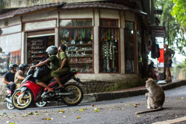 Macaco na rua no centro de Ubud — Fotografia de Stock