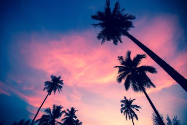 Palmiye ağaçları siluetleri