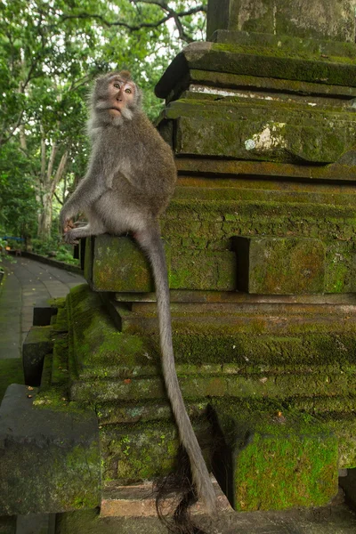 Macaco sentado no portão — Fotografia de Stock