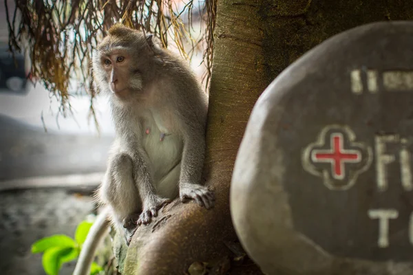 Opice na ulici v centru Ubud — Stock fotografie